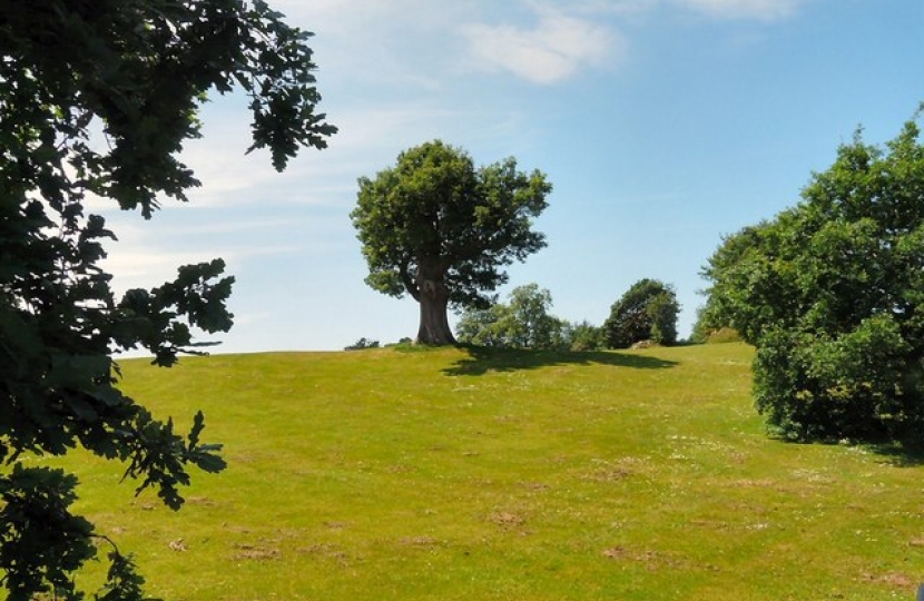 Trees