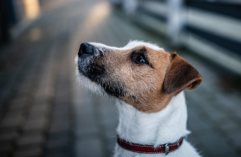 Terrier