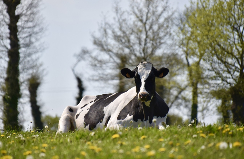 Cow