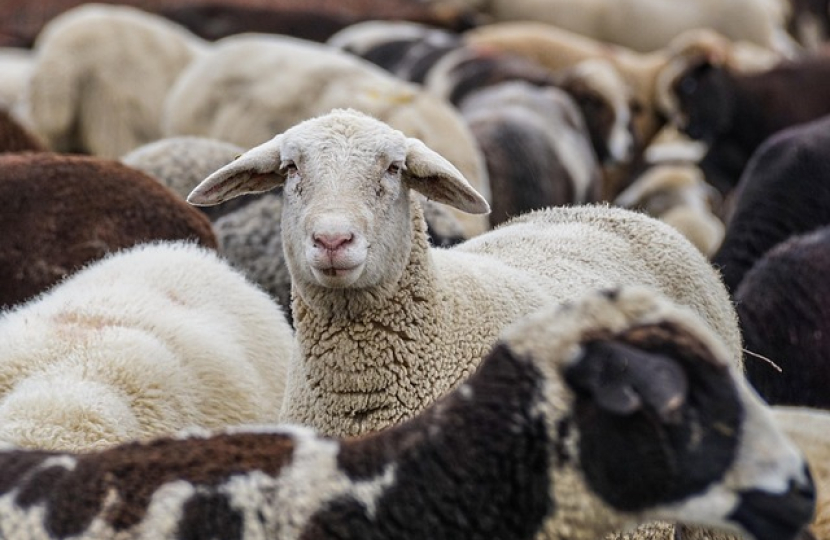 Sheep