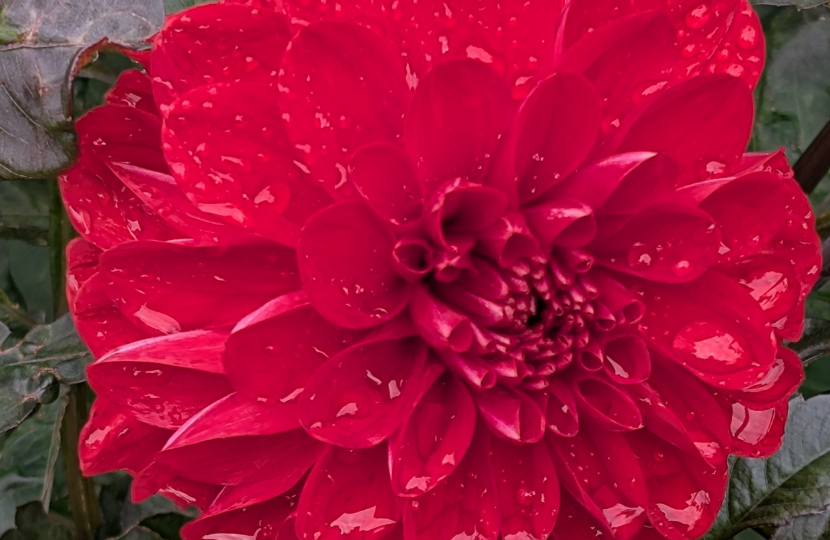 Dalia